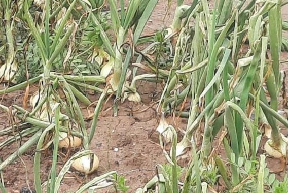 Las lluvias y la falta de soluciones fitosanitarias arrasan más del 80% de las cebollas valencianas según Asaja 