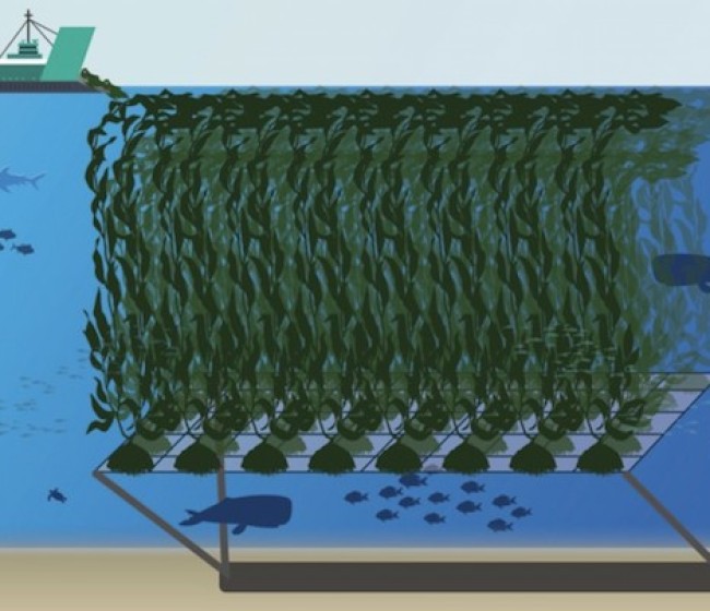 La holandesa Kelp Blue planta una pica en España