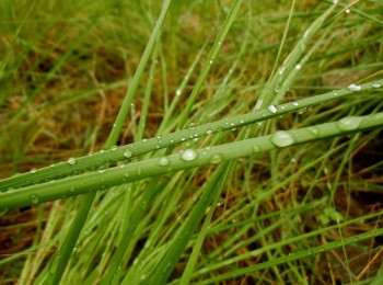 COAG alerta sobre el impacto desigual de las lluvias de marzo