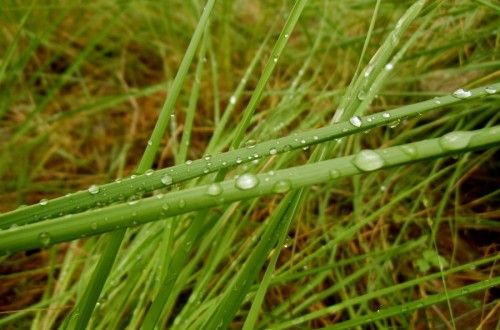 COAG alerta sobre el impacto desigual de las lluvias de marzo