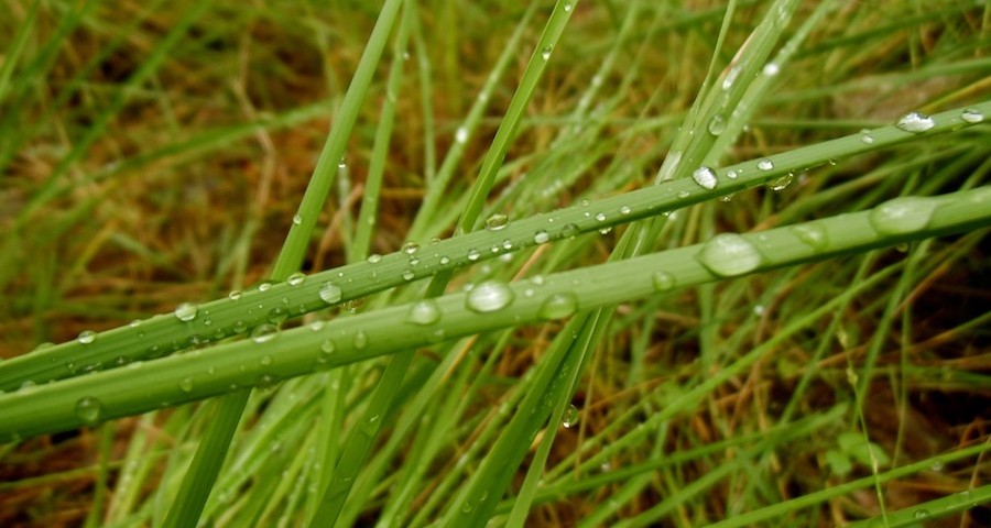lluvia_agricultura_campo