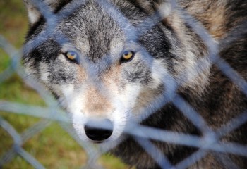 España registra 333 manadas de lobo, lo que refleja un 12% más que en 2014