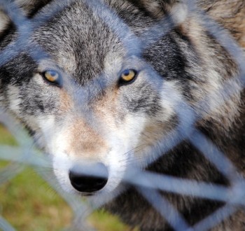 El Congreso aprueba desproteger al lobo a través de una enmienda al proyecto de ley de desperdicio alimentario