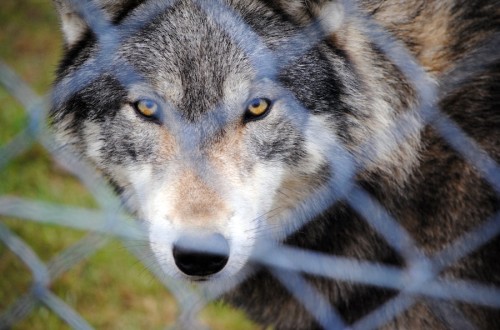 El Congreso aprueba desproteger al lobo a través de una enmienda al proyecto de ley de desperdicio alimentario