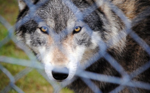 El Congreso aprueba desproteger al lobo a través de una enmienda al proyecto de ley de desperdicio alimentario