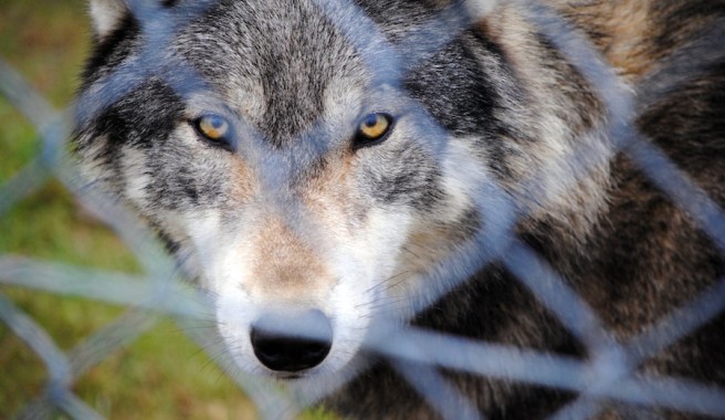 lobo_2