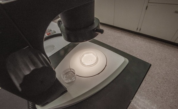 Acuerdo provisional en la Unión Europea para el cultivo y la comercialización de plantas obtenidas a través de NTG