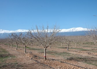 Comportamiento de las principales variedades de pistachero