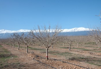 Comportamiento de las principales variedades de pistachero