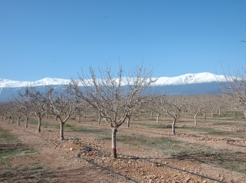 Comportamiento de las principales variedades de pistachero