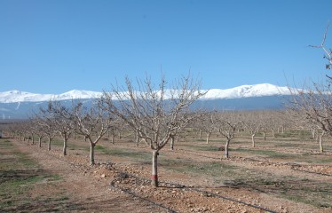 Comportamiento de las principales variedades de pistachero