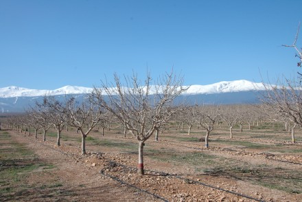 Comportamiento de las principales variedades de pistachero