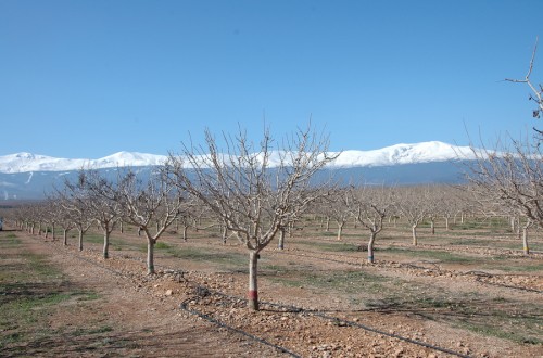 Comportamiento de las principales variedades de pistachero