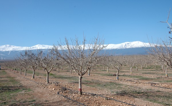 Comportamiento de las principales variedades de pistachero