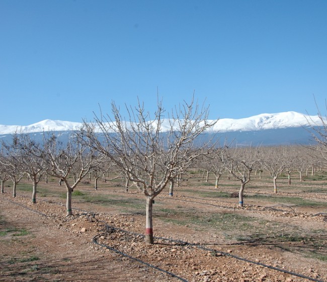 Comportamiento de las principales variedades de pistachero