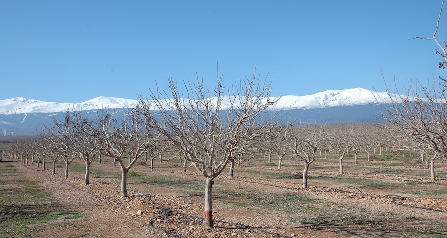 pistachero