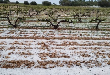 Más de 8.700 hectáreas agrícolas dañadas por el pedrisco en la Vall d’Albaida, según La Unió