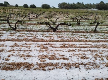 Más de 8.700 hectáreas agrícolas dañadas por el pedrisco en la Vall d’Albaida, según La Unió