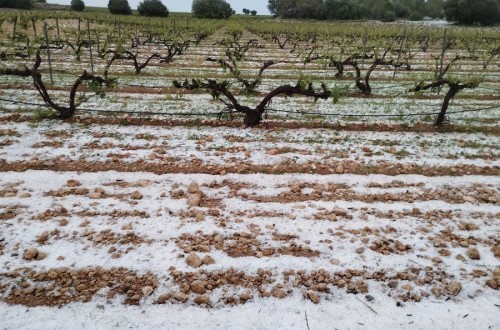 Más de 8.700 hectáreas agrícolas dañadas por el pedrisco en la Vall d’Albaida, según La Unió