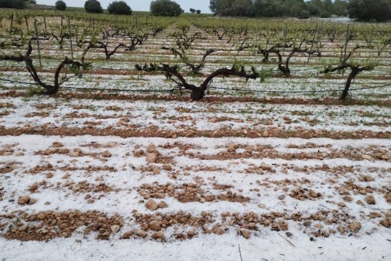 Agroseguro adelantará 2 millones al viñedo riojano tras los graves daños por pedrisco