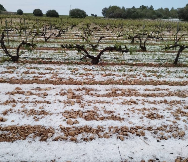 Más de 8.700 hectáreas agrícolas dañadas por el pedrisco en la Vall d’Albaida, según La Unió