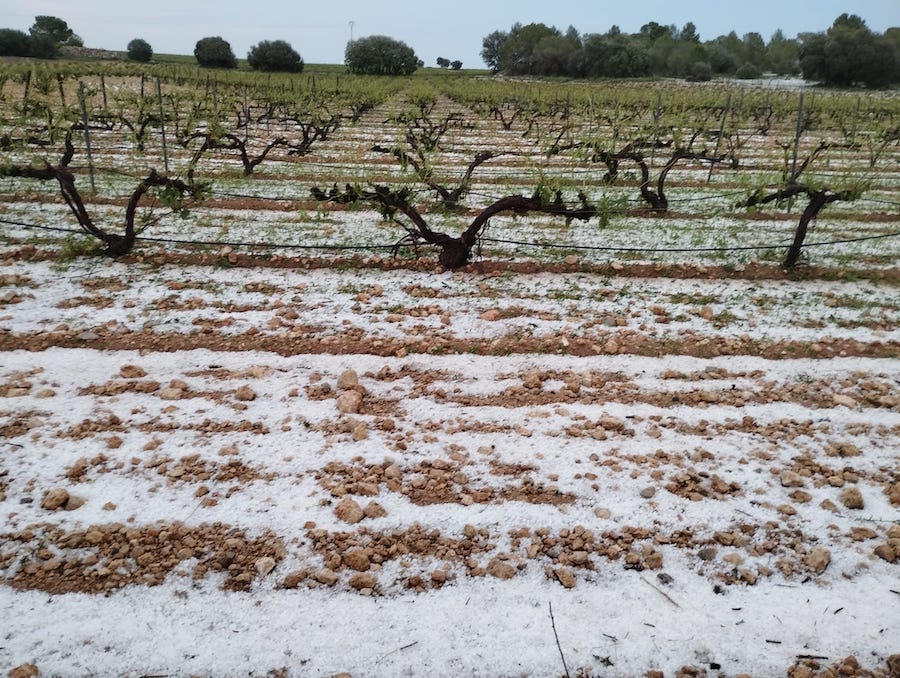 Más de 8.700 hectáreas agrícolas dañadas por el pedrisco en la Vall d’Albaida, según La Unió