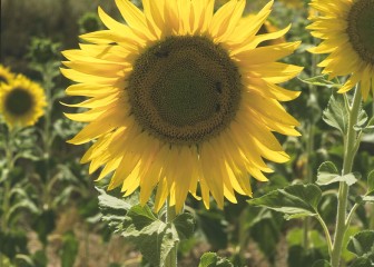 Evaluación de nuevas variedades de girasol oleaginoso linoleico