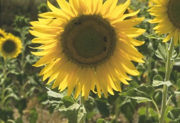 Evaluación de nuevas variedades de girasol oleaginoso linoleico