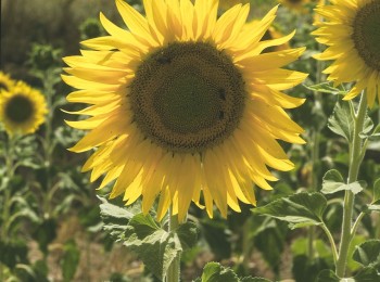 Evaluación de nuevas variedades de girasol oleaginoso linoleico