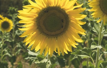 Evaluación de nuevas variedades de girasol oleaginoso linoleico
