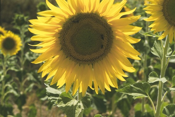 Evaluación de nuevas variedades de girasol oleaginoso linoleico