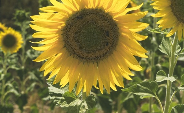 Evaluación de nuevas variedades de girasol oleaginoso linoleico