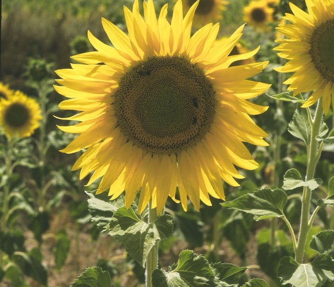 Evaluación de nuevas variedades de girasol oleaginoso linoleico