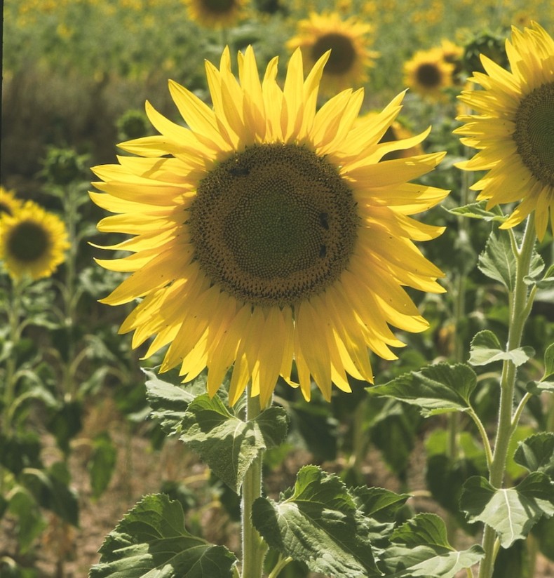 Evaluación de nuevas variedades de girasol oleaginoso linoleico