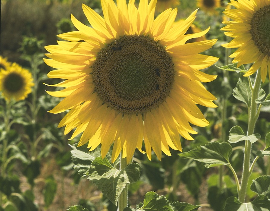 girasol