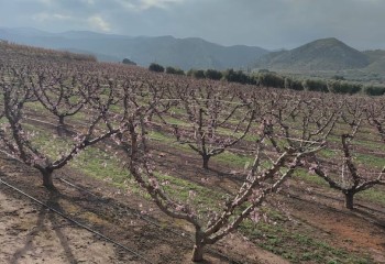 La nutrición vegetal en el melocotonero, el factor clave para una cosecha de alta calidad