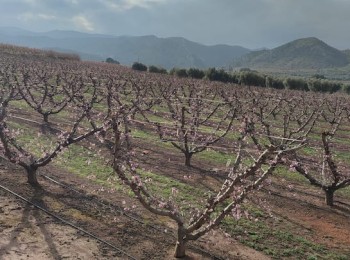 La nutrición vegetal en el melocotonero, el factor clave para una cosecha de alta calidad