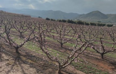 La nutrición vegetal en el melocotonero, el factor clave para una cosecha de alta calidad