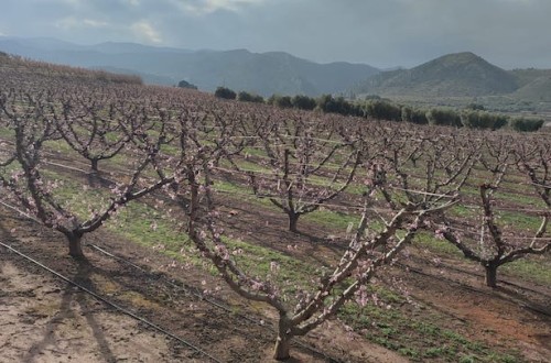 La nutrición vegetal en el melocotonero, el factor clave para una cosecha de alta calidad