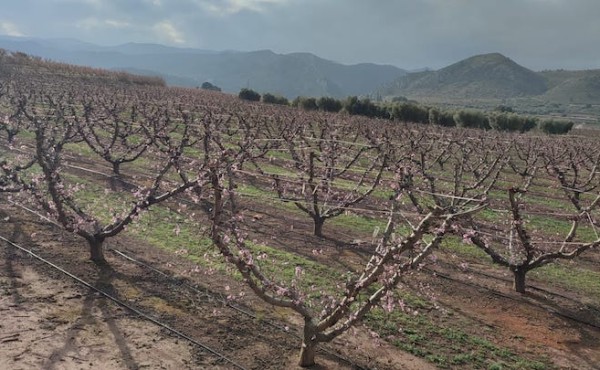 La nutrición vegetal en el melocotonero, el factor clave para una cosecha de alta calidad