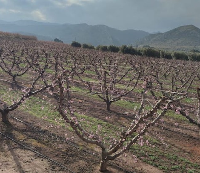 La nutrición vegetal en el melocotonero, el factor clave para una cosecha de alta calidad