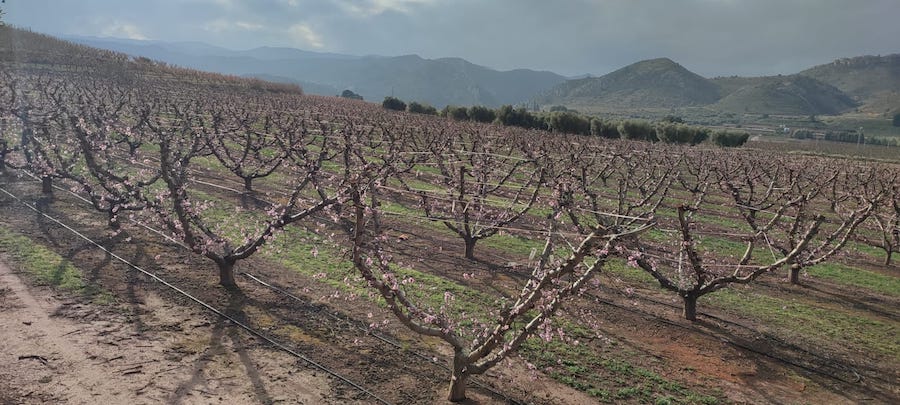 La nutrición vegetal en el melocotonero, el factor clave para una cosecha de alta calidad