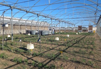 Impacto de eficiencia de aplicación del riego en la fertirrigación nitrogenada en hortícolas