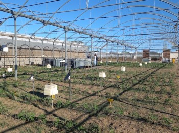 Impacto de eficiencia de aplicación del riego en la fertirrigación nitrogenada en hortícolas