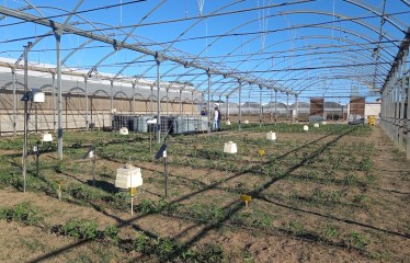 Impacto de eficiencia de aplicación del riego en la fertirrigación nitrogenada en hortícolas