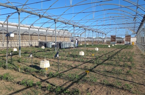 Impacto de eficiencia de aplicación del riego en la fertirrigación nitrogenada en hortícolas