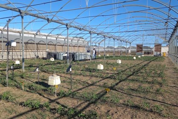 Impacto de eficiencia de aplicación del riego en la fertirrigación nitrogenada en hortícolas