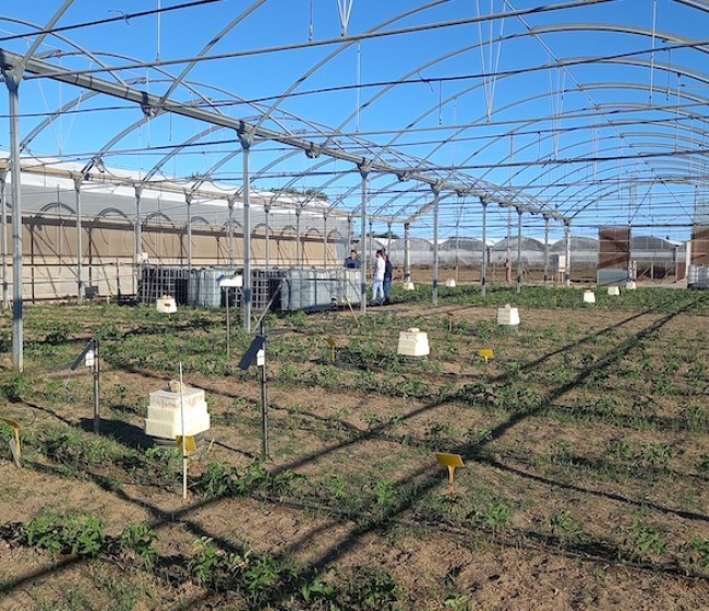 Impacto de eficiencia de aplicación del riego en la fertirrigación nitrogenada en hortícolas