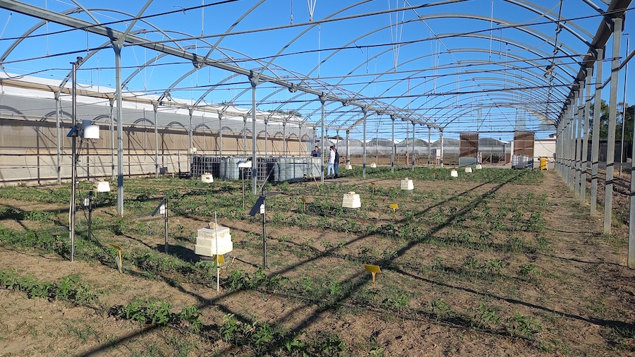 Impacto de eficiencia de aplicación del riego en la fertirrigación nitrogenada en hortícolas