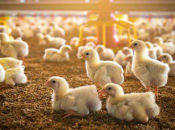 Alimentación de la gallina ponedora